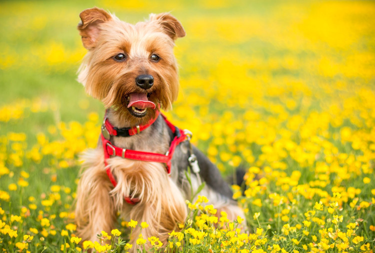 what helps dogs with pollen allergies