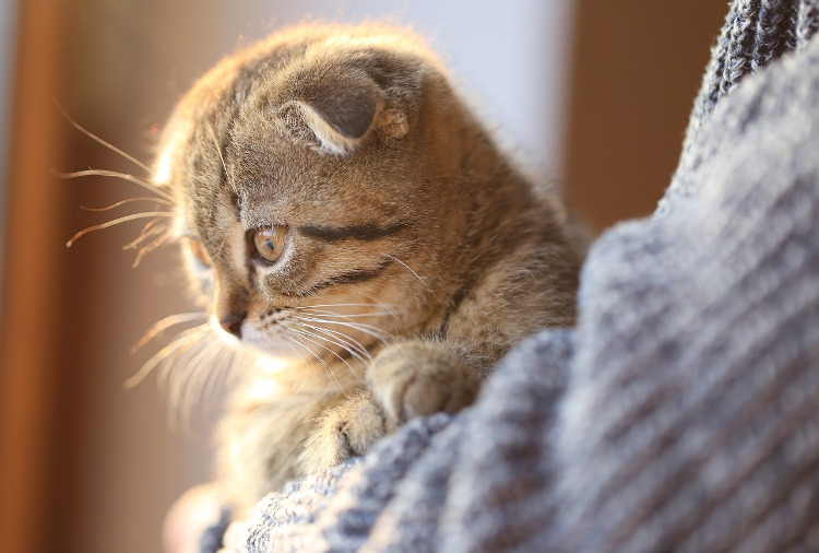 kittens with crusty ears